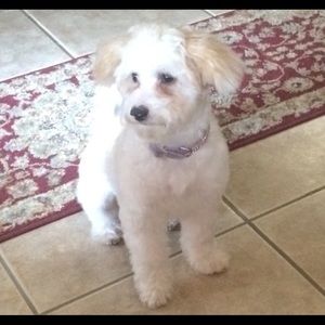 🐶 👜👢👡👛👠👢🥿 🍾🥂 🤗